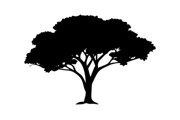 Ancient Jacaranda Tree Silhouette on White ancient tree