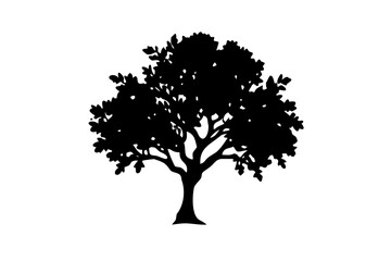 Fototapeta premium Ancient Sapodilla Tree Silhouette on White Background