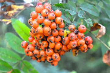 orange rowan berries ripen on the branches