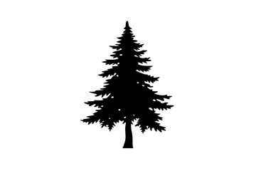 Ancient Spruce Tree Silhouette evergreen conifer