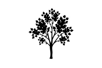 Blooming Aspen Tree Silhouette nature