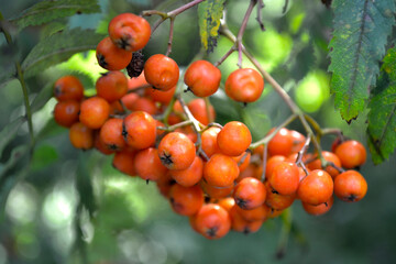 orange rowan berries ripen on the branches