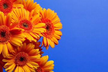 Orange gerberas on a uniform blue turquoise background isolated with space for text