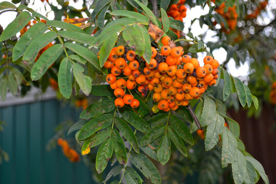 orange rowan berries ripen on the branches