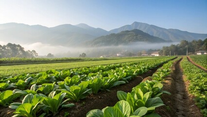 Pak Choy (Bok Choy) in Natural Habitat