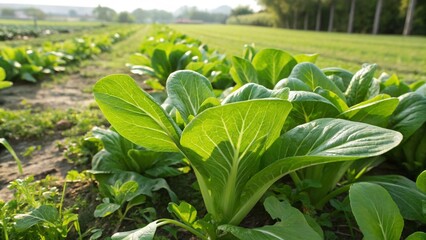 Pak Choy (Bok Choy) in Natural Habitat