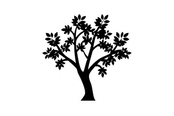 Blooming Tamarind Tree Silhouette nature