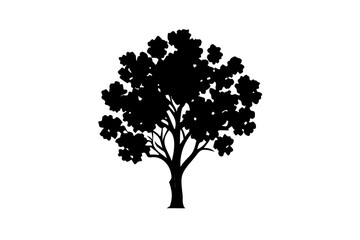 Blooming Sycamore Tree Silhouette blooming tree nature