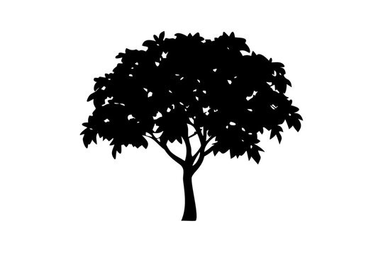Blue Mango Tree Silhouette nature