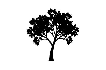 Obraz premium Silhouette of a blooming neem tree with scattered petals