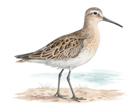 watercolor sandpiper vector illustration isolated on white background