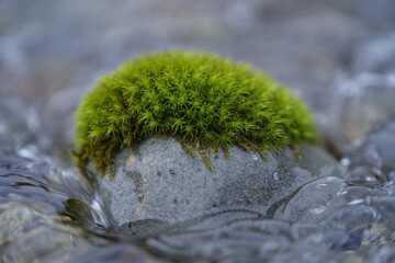 Close up of vibrant green moss growing on a textured grey rock