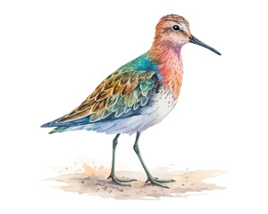 watercolor sandpiper vector illustration isolated on white background