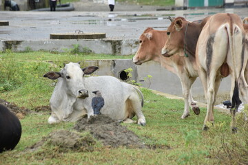 A House Crow (Corvus splendens) interacts with a white Zebu cow resting on the grass, a typical scene of animal coexistence in Bangladesh.