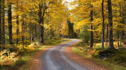 Golden autumn path through a serene Swedish forest with scattered leaves.
