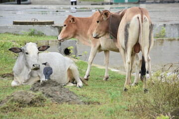 Obraz premium A House Crow (Corvus splendens) interacts with a white Zebu cow resting on the grass, a typical scene of animal coexistence in Bangladesh.