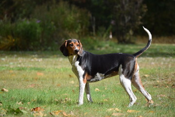 Treeing Walker Coonhound