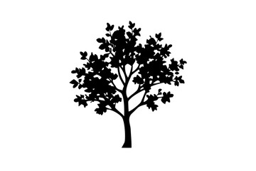 Obraz premium Blooming hickory tree silhouette on white background