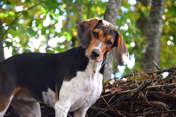 Treeing Walker Coonhound