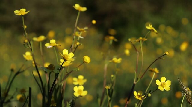 Lesser Spearwort (Ranunculus flammula) Flowers Growing in Spring in Wales, U.K.