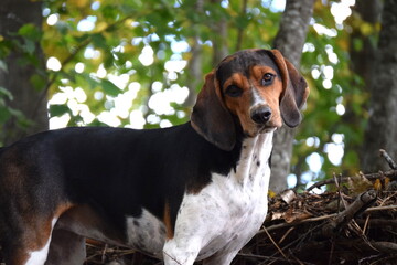 Treeing Walker Coonhound