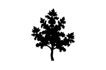 Juniper Tree Silhouette on White Background evergreen