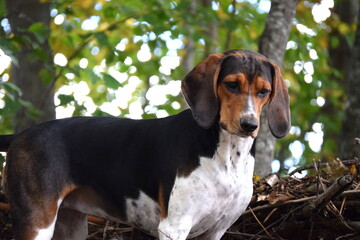 Treeing Walker Coonhound