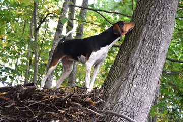 Treeing Walker Coonhound