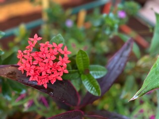 Bright red cluster of Ixora blossoms captured in natural light, with colorful tropical leaves and a soft-focus background.