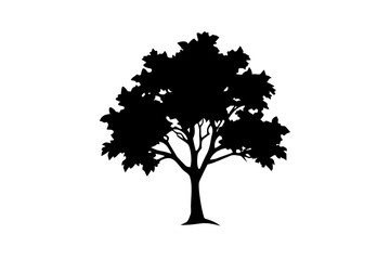 Fototapeta premium Catalpa Tree Silhouette on White Background nature