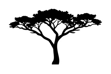 Obraz premium Desert Elm Tree Silhouette on White Background nature