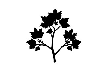 Desert Tulip Tree Silhouette on White desert plant