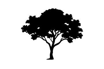 Desert Teak Tree Silhouette plant nature