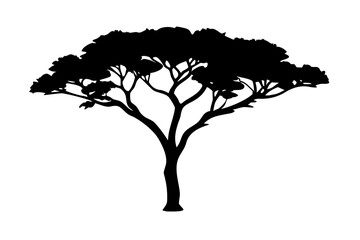 Dwarf Acacia Tree Silhouette dwarf tree nature