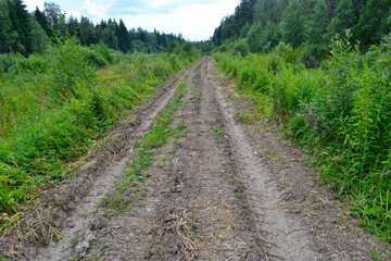 forest road ruined and smashed by trucks with felled trees