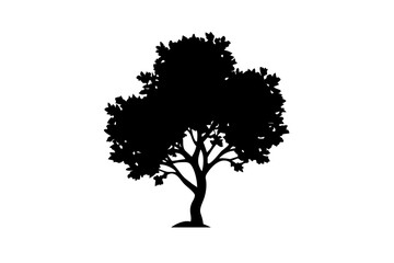 Fototapeta premium Dwarf buckeye tree silhouette on white background plant