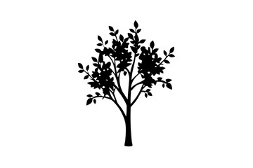 Dwarf Dogwood Tree Silhouette plant nature