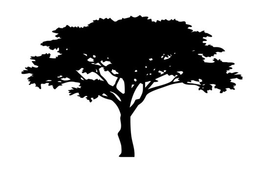 Dwarf Koa Tree Silhouette plant nature