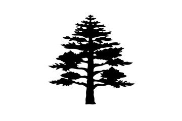 Dwarf Sequoia Tree Silhouette evergreen conifer