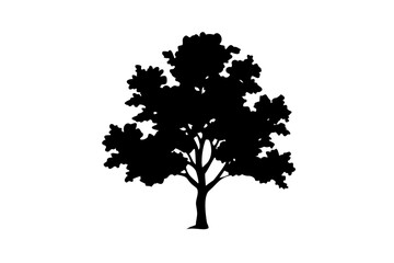 Fototapeta premium Silhouette of a dwarf ginkgo tree with fan shaped leaves