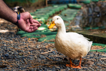 White duck approaches extended human hand holding leaf on rustic gravel path with green tiles, dried leaves, and lush plants in rural garden.