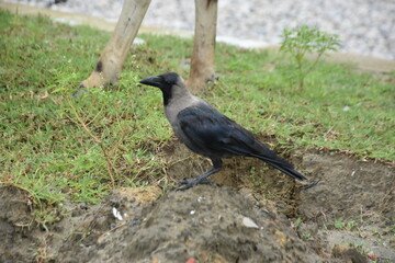 A crow stands on a muddy hillock next to a grazing cow.