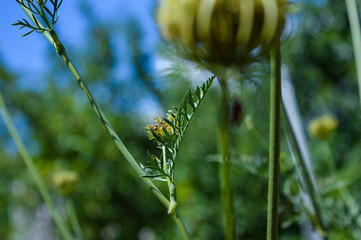 Striped shield bug on wild carrot flower head, close-up in natural sunlight. Macro view of insect in summer garden.