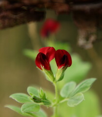 Zwei rote Erbsenblüten