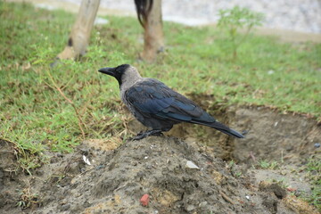 A crow stands on a muddy hillock next to a grazing cow.