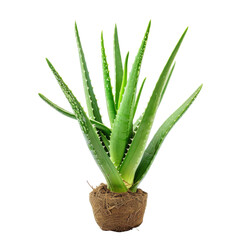 Obraz premium Single aloe vera plant in pot