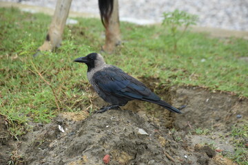 A crow stands on a muddy hillock next to a grazing cow.