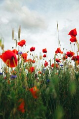 Field of red poppies blooming under a clear blue sky