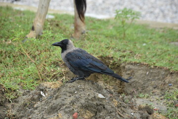 A crow stands on a muddy hillock next to a grazing cow.