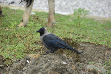 A crow stands on a muddy hillock next to a grazing cow.